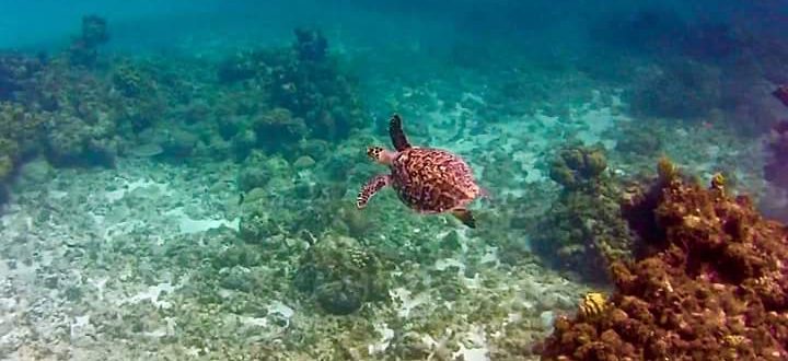Sea Turtle in South Caicos